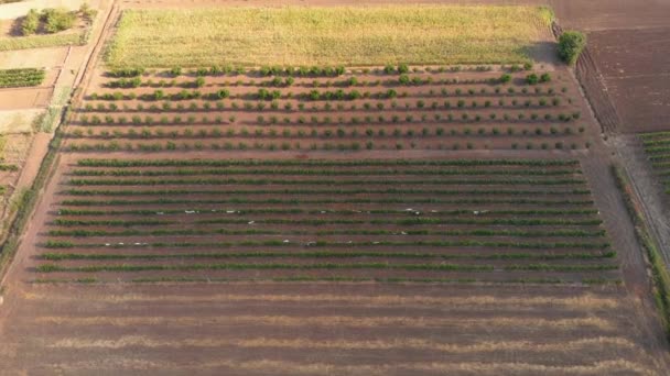 Paisaje agrícola. Diversidad de formas y colores - Campos con diferentes plantas. Vista aérea — Vídeos de Stock