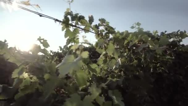 Slide shot de racimos de uvas blancas que crecen en una plantación familiar bodega — Vídeo de stock