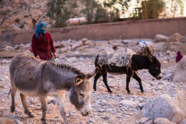 Atlas Dağları, Fas - 20 Ocak: Tinghir veya Tinerhir yakınlarındaki dağlarda yaşayan göçebe kabile insanlar. Kızları olan bir kadın, nehre yakın bir kanyonda eşek sürüse. Todra geçidi