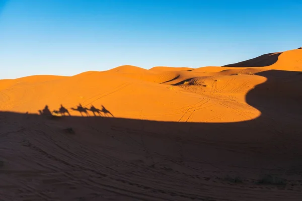 Ombres de caravane de chameaux projetées sur les dunes de sable du désert d'Erg Chebbi au Maroc — Photo