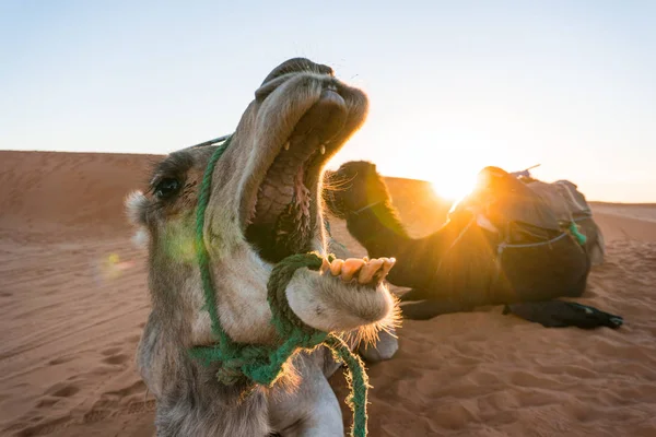 Μια καμήλα με ορθάνοιχτο στόμα φαίνεται σαν να τρώει ένα ηλιοβασίλεμα πάνω από μια άλλη καμήλα σε μια περιοδεία καμήλας στην έρημο του Μαρόκου στο Μαρόκο — Φωτογραφία Αρχείου