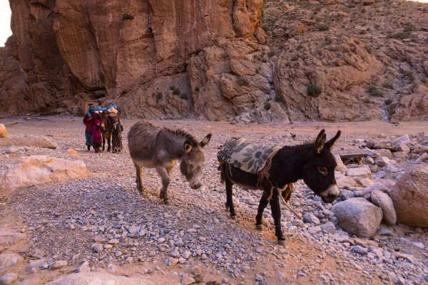 ATLAS MOUNTAINS, MOROCCO - 20 JAN: Nomad tribe people living in mountains near Tinghir or Tinerhir. Woman with her daughters are herding donkeys in canyon near the river. Todra gorge — Stock Photo, Image