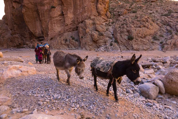 ATLAS MOUNTAINS, MOROCCO - 20 JAN: Pessoas da tribo Nomad que vivem em montanhas perto de Tinghir ou Tinerhir. Mulher com suas filhas estão pastoreando burros no desfiladeiro perto do rio. Todra desfiladeiro — Fotografia de Stock