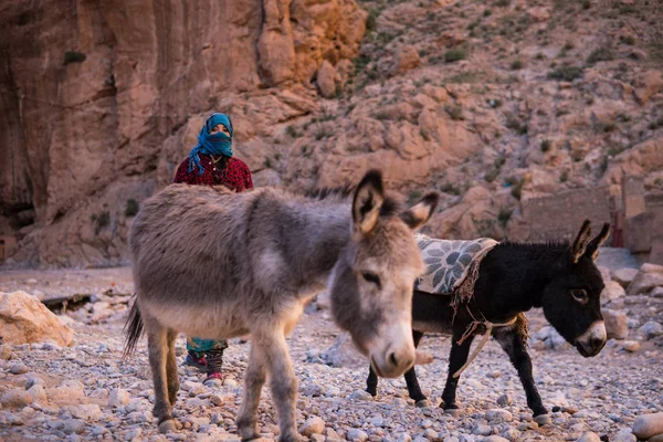 ATLAS MOUNTAINS, MOROCCO - 20 JAN: Pessoas da tribo Nomad que vivem em montanhas perto de Tinghir ou Tinerhir. Mulher com suas filhas estão pastoreando burros no desfiladeiro perto do rio. Todra desfiladeiro — Fotografia de Stock