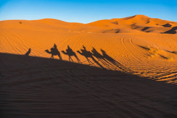 Kamelen caravan schaduwen geprojecteerd over erg Chebbi woestijn zandduinen in Marokko — Stockfoto