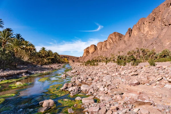 Friss folyó gyönyörű sivatagi oázisban természet táj az Oasis de Fint közelében Ourzazate Marokkó, Észak-Afrikában — Stock Fotó