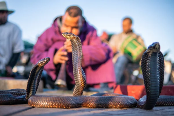 Cobra marroquino encantador sentado na rua com sua cobra. Marraquexe, Jamma el fnaa — Fotografia de Stock