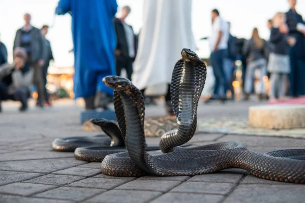 Cobra serpentes na Praça Jamaa el Fna, o principal mercado em Marraquexe, Marrocos — Fotografia de Stock