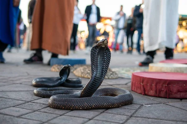 Cobra serpentes na Praça Jamaa el Fna, o principal mercado em Marraquexe, Marrocos — Fotografia de Stock