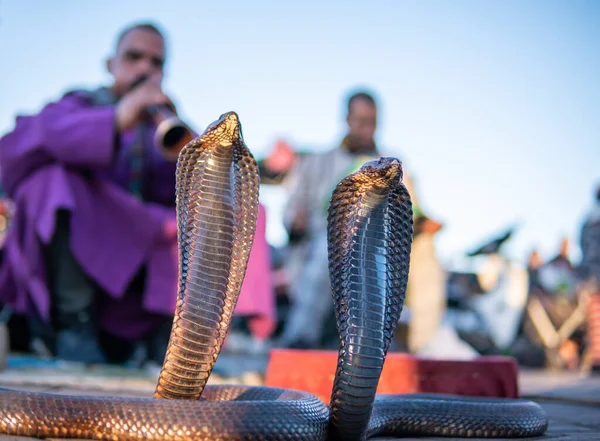 Cobra encantador sentado na rua com sua cobra — Fotografia de Stock