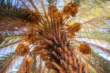 Hurma ağacının alt manzarası