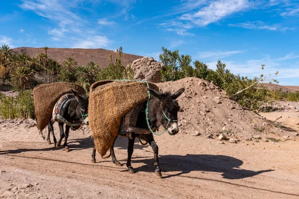 Burros com sacos berberes tradicionais na parte de trás. Ourzazate, Oasis de Fint, montanhas Atlas — Fotografia de Stock