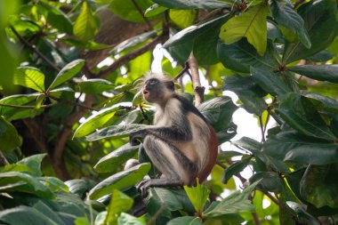 Vahşi Kırmızı Colobus maymunu dala oturmuş ve Zanzibar 'daki tropikal ormanlarda yapraklar yiyor.