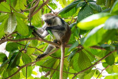 Vahşi Kırmızı Colobus maymunu dala oturmuş ve Zanzibar 'daki tropikal ormanlarda yapraklar yiyor.
