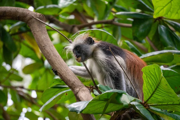 Vahşi Kırmızı Colobus maymunu dala oturmuş ve Zanzibar 'daki tropikal ormanlarda yapraklar yiyor.