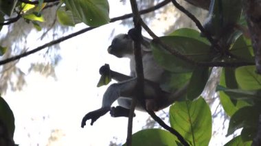 Vahşi Kırmızı Colobus maymunu dala oturmuş ve Zanzibar 'daki tropikal ormanlarda yapraklar yiyor.