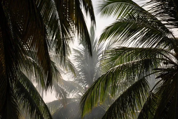 Smoke Fog in Palm Trees. The sun rays through the branches of palm trees on Zanzibar, Tanzania, Africa