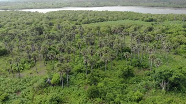 Légi felvétel. Repül a zöld buja vad ecuatoriális esőerdő felett Viharos időben a Trópusi szigeten Pemba a Zanzibár szigetcsoportnál. — Stock videók