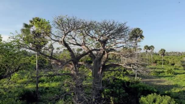 Аэросъемка Big Baobab Tree Surrounden с пальмами на острове Пемба, архипелаг Занзибар. Восточное побережье острова Пемба недалеко от Мтангани — стоковое видео