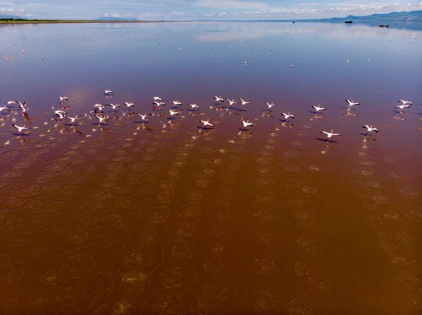 Aerial Shot. A flock of lesser flamingos Flying Above Brown Salt Water. Lake Natron. Tanzania — Stock Photo, Image