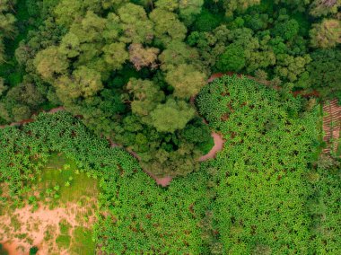 Aerial view on banana plantation bordered wit a Primal Virgin Forest of Manyara National Park Concervation Area in East Africa, Tanzania clipart