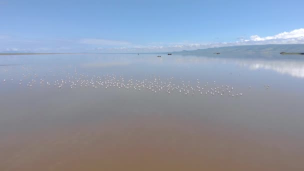 Rosafarbene Kleine Flamingos am Natronsee mit Vulkan im Rift Valley, Tansania — Stockvideo