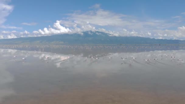 Rosafarbene Kleine Flamingos am Natronsee mit Vulkan im Rift Valley, Tansania — Stockvideo