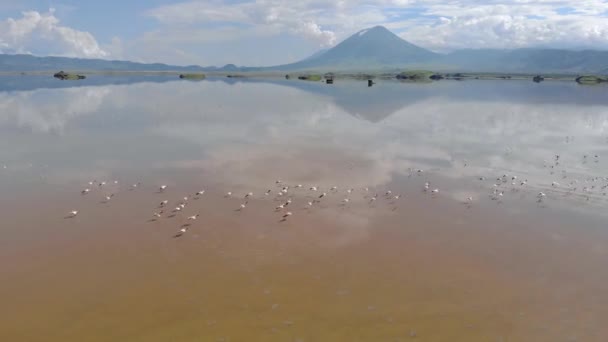 Flamencos rosados menores en el lago Natrón con volcán en el fondo en el valle del Rift, Tanzania — Vídeos de Stock