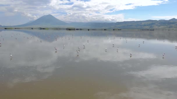タンザニアのリフトバレーを背景に火山があるナトロン湖のピンク小フラミンゴ — ストック動画