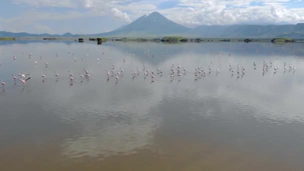 Rosa Lesser Flamingos vid sjön Natron med vulkan på bakgrunden i Rift Valley, Tanzania — Stockvideo