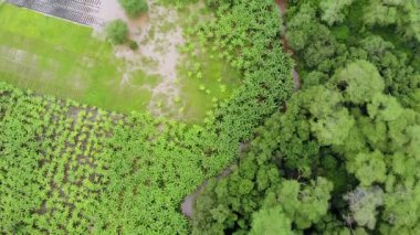 Doğu Afrika, Tanzanya 'da Manyara Ulusal Parkı' nın İlkel Bakire Ormanı ile çevrili Muz tarlasında Uçan Sinek manzarası