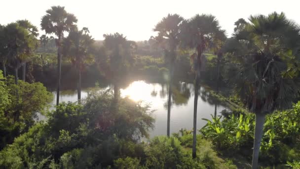 Zdjęcie lotnicze palm Grove around small pond on Pemba island, archipelag Zanzibar. Wschodnie wybrzeże wyspy Pemba w pobliżu Mtangani — Wideo stockowe