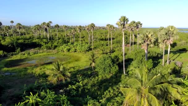 Aerial Panoramic shot of pálmafák Grove körül kis tó Pemba sziget, Zanzibár szigetcsoport. Pemba sziget keleti partja Mtangani közelében — Stock videók