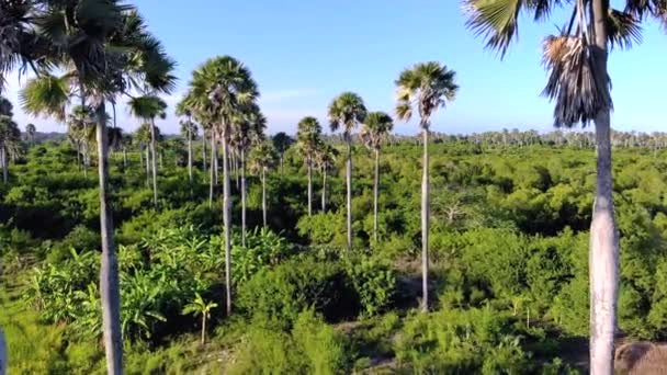 Tiro aéreo Voando através de palmeiras Grove na ilha de Pemba, arquipélago de Zanzibar. Costa Leste da ilha de Pemba perto de Mtangani — Vídeo de Stock