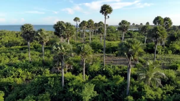 Aerial shot Flying Through palm trees Grove on Pemba island, Zanzibar archipelago. East Coast of Pemba island near Mtangani — Stock Video