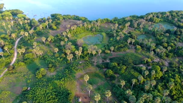 Высокая воздушная съемка над пальмами и прудами на острове Пемба, архипелаг Занзибар. Восточное побережье острова Пемба недалеко от Мтангани — стоковое видео