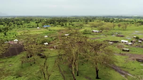Aerial Panoramic flyby Skott av stora flock av kulturer på toppen av trädet i Mto wa Mbu, Lake Manyara nationalpark Tanzania i januari — Stockvideo