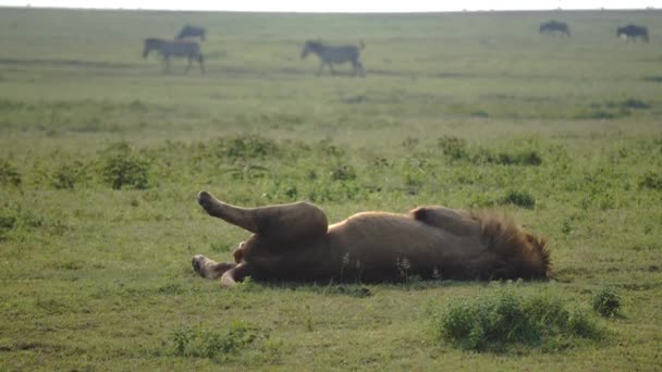 坦桑尼亚恩戈龙戈罗保护区，雄性狮子-豹狮子-日出时躺在湖畔的稀树草原上，背景上有斑马和比尔德比兽种群. — 图库视频影像
