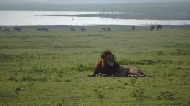 Férfi oroszlán - Panthera leo - napkeltekor a szavannán fekszik a tó közelében, háttérben a zebrák és a bildbestiák állományával, Ngorongoro természetvédelmi terület, Tanzánia. — Stock videók
