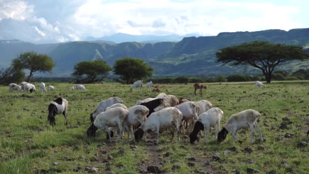 Manada de ovejas pastando en una costa del lago Natron en Rift Valley con Green Mountain Slopes en el fondo. Maasailand, Engare Sero, Natron lake coast, Rift Valley — Vídeo de stock