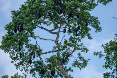 Büyük Uçan Tilki Kolonisi, Meyve Yarasaları veya Mega Yarasalar nektar, polen ve meyvelerle beslenirler. Pemba Adası, Zanzibar Takımadası, Tanzanya 'daki Endemic Kind of Bats
