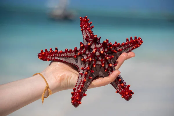 Étoile de mer rouge dans une main de fille avec rivage blanc sable et océan avec bateau sur le fond à Zanzibar, Tanzanie — Photo