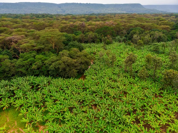 Vista aérea sobre a plantação de bananas delimitada com uma floresta virgem primitiva de Manyara National Park Área de Conservação na África Oriental, Tanzânia — Fotografia de Stock