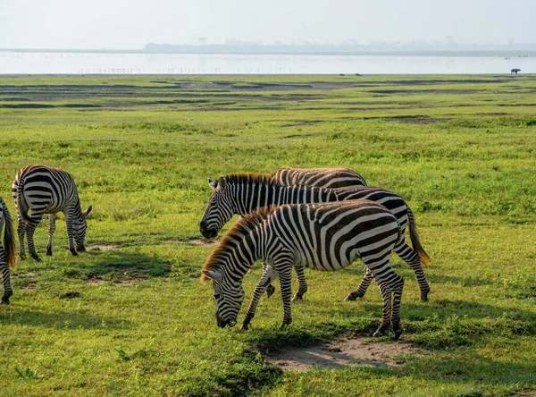 Gruppo di Zebras Equus quagga sono grazin sulle vaste pianure erbose della zona di conservazione del cratere Ngorongoro in Tanzania — Foto Stock