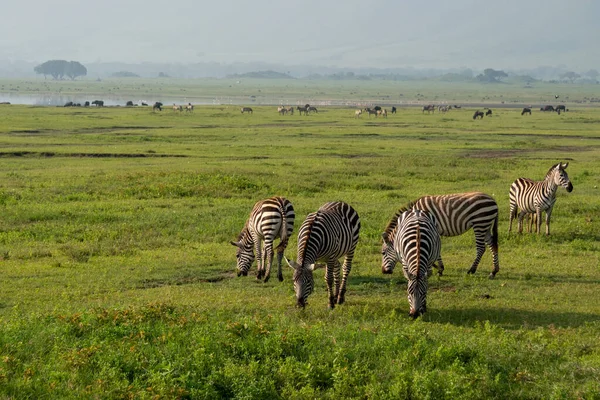 Grupa Zebras Equus quagga to trawa na rozległych trawiastych równinach obszaru ochrony krateru Ngorongoro w Tanzanii — Zdjęcie stockowe