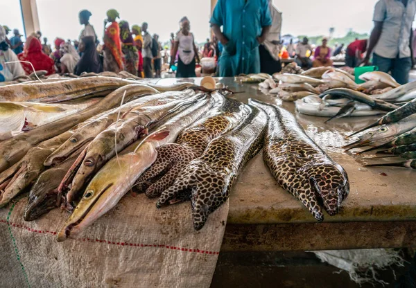 Morenas na mesa em Dar Es Salaam. Enguia Morey na laje no mercado de peixe, na Tanzânia — Fotografia de Stock