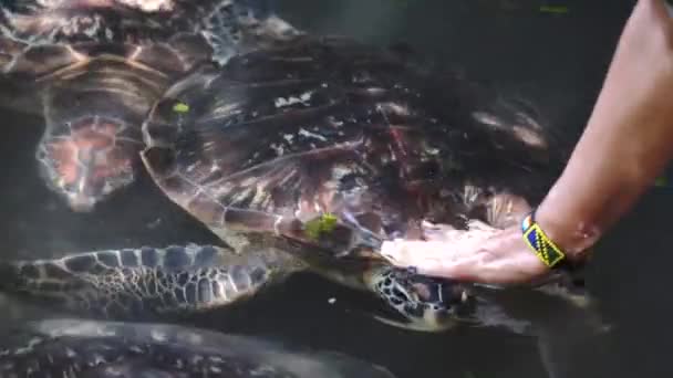 Mano de mujer Alimentación verde Caretta tortugas marinas Chelonia mydas con un pedazo de papaya. También es conocida como la tortuga verde, negra o verde del Pacífico de la familia Cheloniidae.. — Vídeo de stock