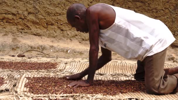 PEMBA, TANZANIA - ENERO 2020: Manos de hombre esparciendo clavo en la estera de secado en la isla de Pemba, archipiélago de Zanzíbar, Tanzania, Océano Índico. — Vídeo de stock