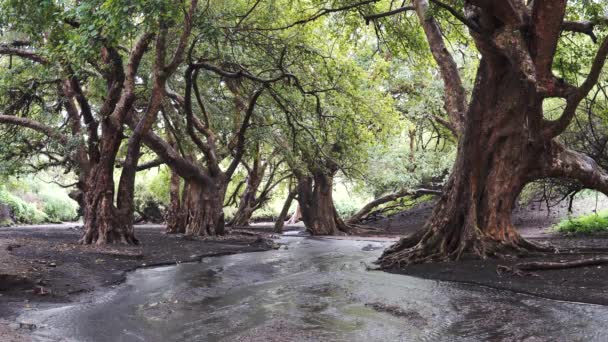 Sebuah aliran di Savannah, Sungai Kecil mengalir Melalui Perkebunan Pohon Lama Curvy Afrika Tebal — Stok Video