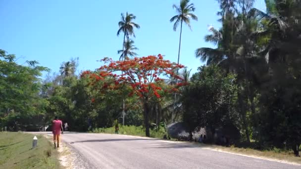 PEMBA, TANZÂNIA - JANEIRO 2020: Timelapse. Red Blooming Flamboyant árvore perto da estrada com Black African People estão se movendo por. Flores vermelhas Acacia Blossom em Tanzânia — Vídeo de Stock